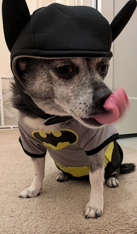 Entry image for Maverick . Clicking this image will show a larger photo