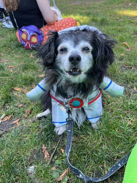 Entry image for Hubble. Clicking this image will show a larger photo