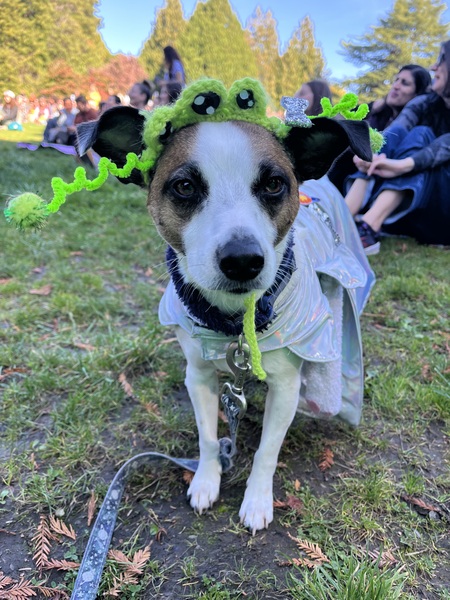 Entry image for Dipper. Clicking this image will show a larger photo