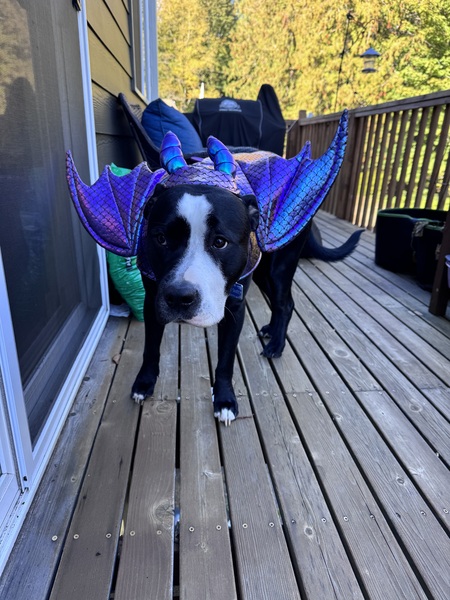 Entry image for Doc. Clicking this image will show a larger photo