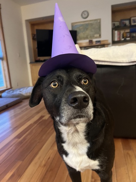 Entry image for Maggie-Dog. Clicking this image will show a larger photo