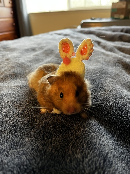 Entry image for Weasley . Clicking this image will show a larger photo