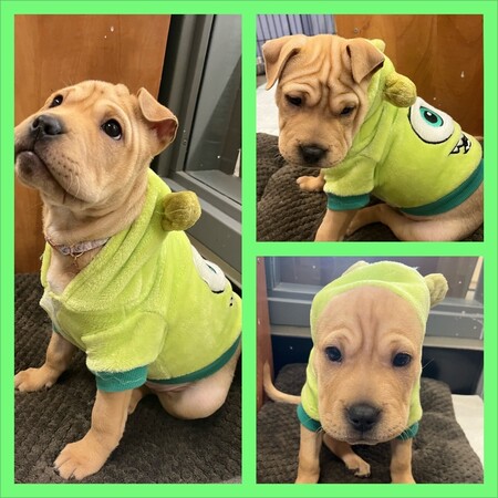 Entry image for Sophia. Clicking this image will show a larger photo