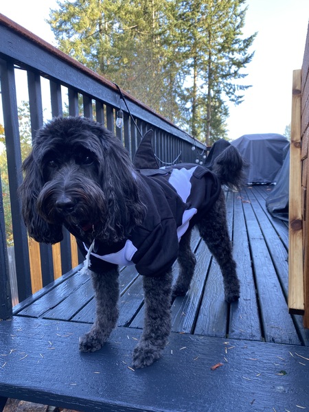 Entry image for Pepper. Clicking this image will show a larger photo