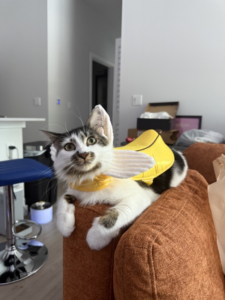 Entry image for Starfy. Clicking this image will show a larger photo