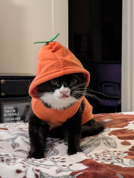 Entry image for Ace. Clicking this image will show a larger photo