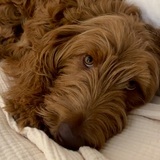 Entry image for Hiccup