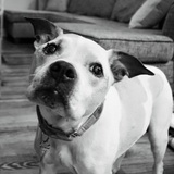 Entry image for Bella Jean (white, in front) and Mac (brown, in back)