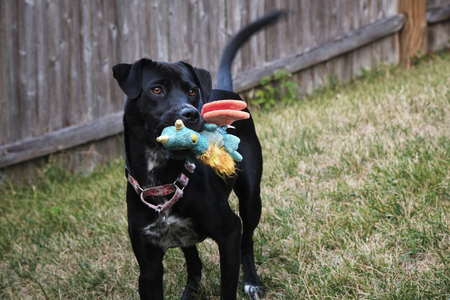 Entry image for Chloe. Clicking this image will show a larger photo