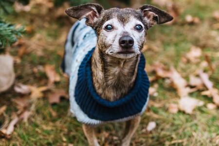 Entry image for Otis. Clicking this image will show a larger photo