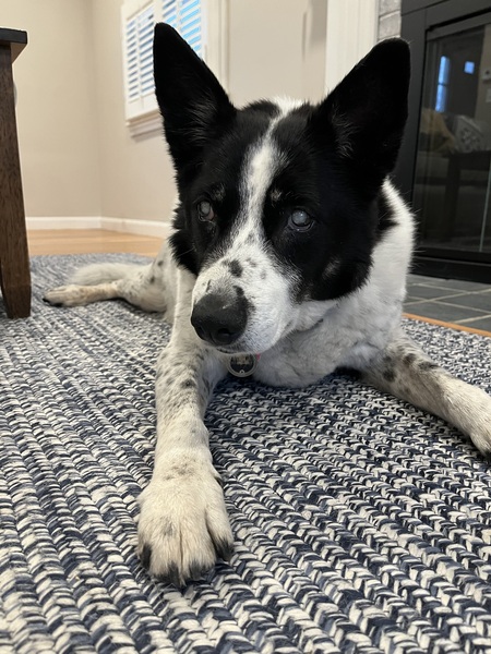 Entry image for Murphy. Clicking this image will show a larger photo