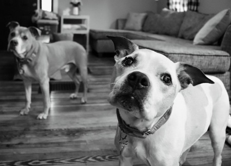 Entry image for Bella Jean (white, in front) and Mac (brown, in back). Clicking this image will show a larger photo