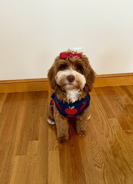 Entry image for Stella. Clicking this image will show a larger photo