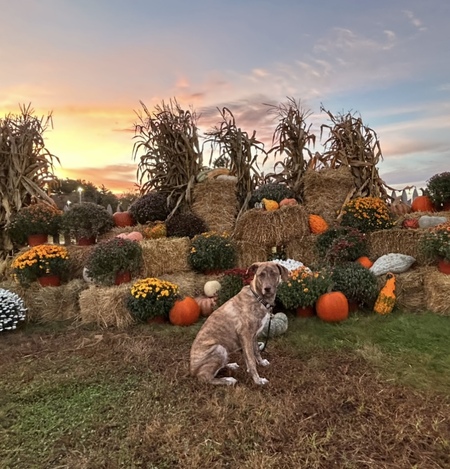 Entry image for Cooper. Clicking this image will show a larger photo
