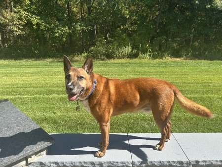 Entry image for Joey . Clicking this image will show a larger photo