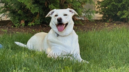 Entry image for Boone. Clicking this image will show a larger photo