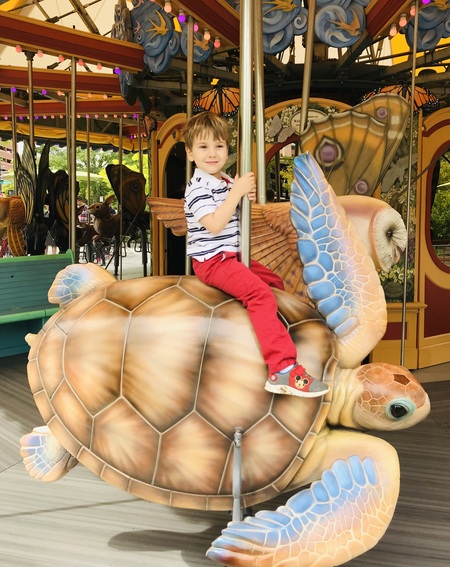Entry image for Sea Turtle . Clicking this image will show a larger photo