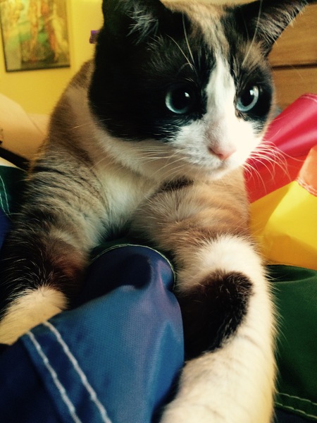 Eleanor Rigby ("Ellie")