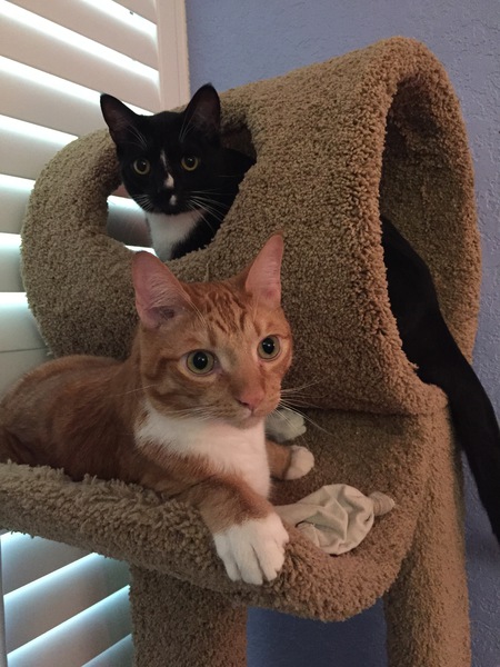 Spencer Taz & Wellesley Bosco