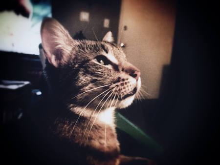 Ruttiger