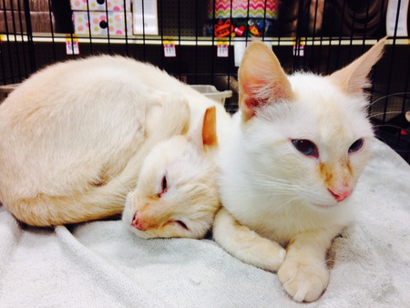 Snowball and Snowman