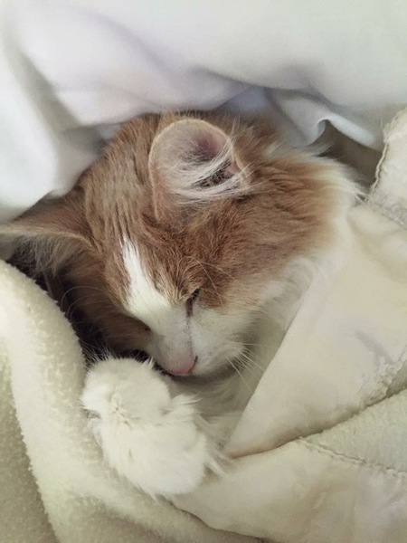 Sadie Sue the Blind Cat