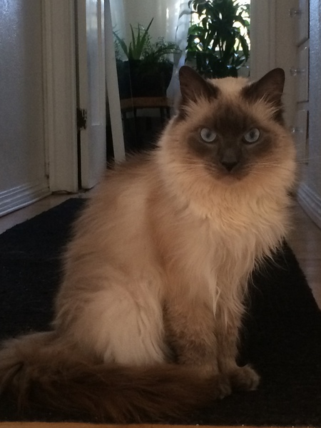 Coco Puff