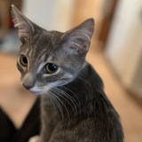 Entry image for JoJo