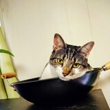 Entry image for Willow