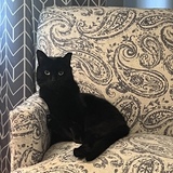 Entry image for Ducky the Dapper Gentleman