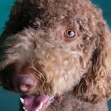 Entry image for Stevie