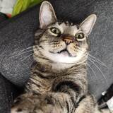 Entry image for Neko