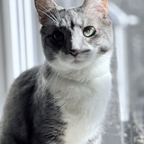 Entry image for Rogue