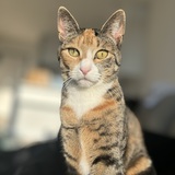 Entry image for Cleo