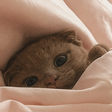 Entry image for Gandalf the Grey