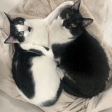 Entry image for Figaro and Cleo