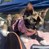 Entry image for Hime