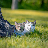 Entry image for Paloma and mampby 
