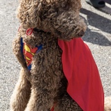 Entry image for Stevie