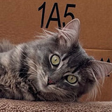 Entry image for Mitzi