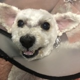 Entry image for Rami