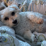 Entry image for Rami