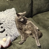 Entry image for Binx