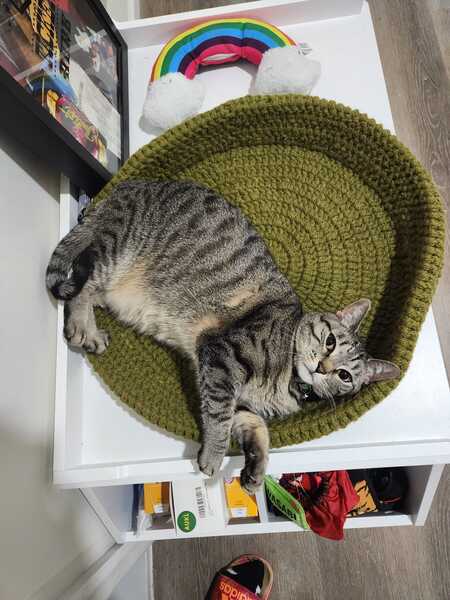 Entry image for Kiwi. Clicking this image will show a larger photo