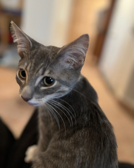 Entry image for JoJo. Clicking this image will show a larger photo