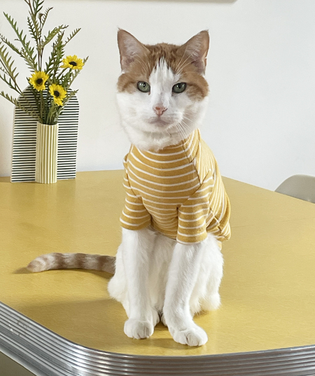 Entry image for Kiki. Clicking this image will show a larger photo