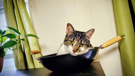 Entry image for Willow. Clicking this image will show a larger photo