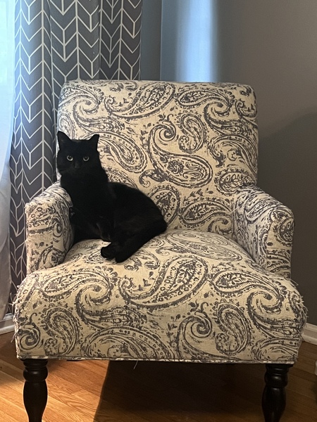 Entry image for Ducky the Dapper Gentleman. Clicking this image will show a larger photo