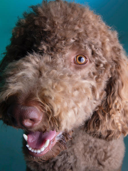 Entry image for Stevie. Clicking this image will show a larger photo