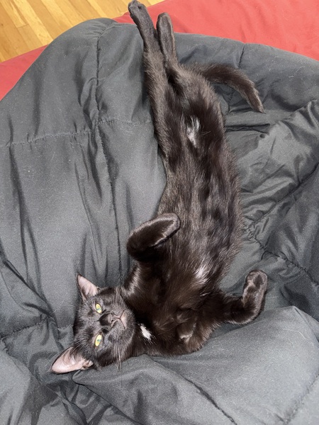Entry image for Zeke. Clicking this image will show a larger photo